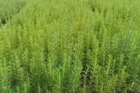 Muğla’da atıl araziler biberiye ile canlanıyor