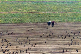 Muş Ovası’nda ’tatlı’ hasat devam ediyor