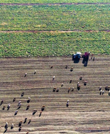 Muş Ovası’nda ’tatlı’ hasat devam ediyor