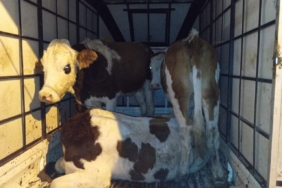 Muş’ta çalınan büyükbaş hayvanlar jandarma kontrolüne takıldı