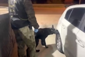 Narkotik köpeği Tony bagajdaki uyuşturucuyu buldu