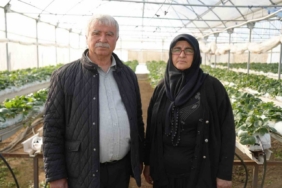 Niğde’de topraksız tarım yöntemiyle çilek üretimi kadın emeğiyle büyüyor