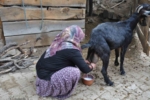 Niğde’nin doğal lezzeti keçi sütü