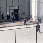 Okul bahçesine giren köpek çocuklara büyük panik yaşattı: O anlar kameraya yansıdı