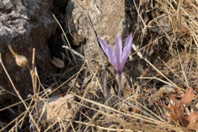 Ölbe Vadisi’nde sonbaharda nadir çiğdemler görüntülendi