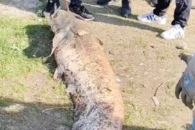 Oltaya takılan 50 kiloluk dev balık şaşırttı