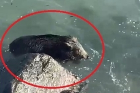 Ordu’da denizde yaban domuzu görüntülendi