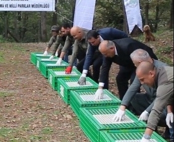 Ordu’da doğaya 200 sülün salındı