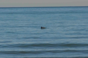 Ordu’da Yunus şöleni: Balık avı kameralara yansıdı