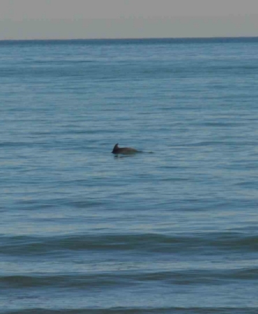 Ordu’da Yunus şöleni: Balık avı kameralara yansıdı