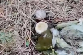 Ormanlık alanda çöp yığınları