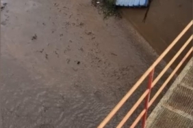 Osmaniye’de baraj kapakları açıldı, yüzlerce balık telef oldu