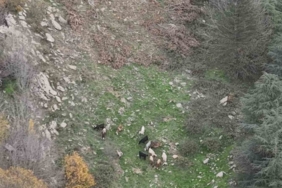 Osmaniye’de kaybolan 15 koyun dron ile bulundu