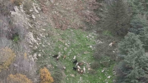 Osmaniye’de kaybolan 15 koyun dron ile bulundu