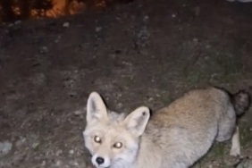 Osmaniye’de meraklı tilki, Osmaniye kömbesini geri çevirmedi