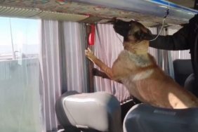 Otobüs bagajında skunk düzeneği: 8 kilo zehir ele geçirildi