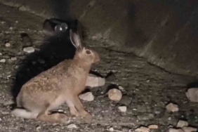 Otoyolda yabani tavşan görüntülendi