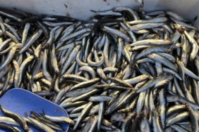 Palamut Gürcistan’a kaçınca tezgahlar hamsiyle doldu