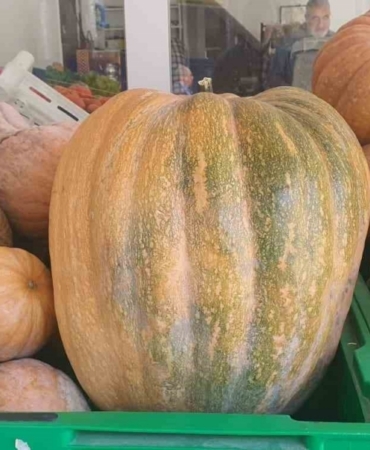 Palu’da ata tohumu kabaklar 35 kiloya ulaştı