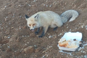 Pomza ocağının maskotu tilki: 3 yıllık sıra dışı dostluk