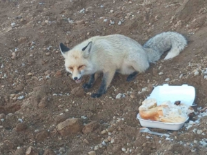 Pomza ocağının maskotu tilki: 3 yıllık sıra dışı dostluk