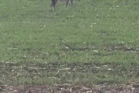 Popülasyonu artan kurtlar köylere indi