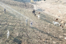 Refahiye’de kaybolan hayvanlar bulunarak sahibine teslim edildi