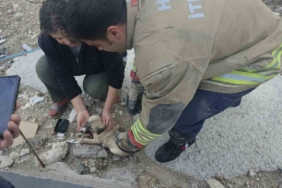 Rögarda mahsur kalan yavru köpeği itfaiye kurtardı