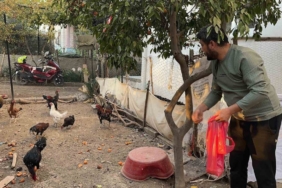 Sahibinin ’Yetiştirmek kolay değil’ dediği mavi yumurtlayan 5 tavuğu tişörtün içerisine koyarak çaldı