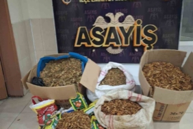 Samandağ’da kaçak tütün operasyonu