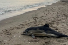 Samsun sahiline ölü yunus vurdu