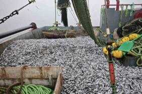 Samsun’da 1 milyon 843 bin 550 kilo hamsi denetlendi