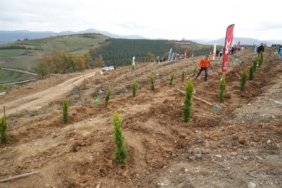 Samsun’da 11 Kasım Milli Ağaçlandırma Günü’nde 37 bin 380 fidan toprakla buluşacak