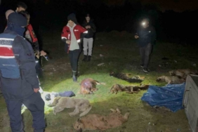 Samsun’da çöp konteynerinde 9 telef olmuş köpek bulundu