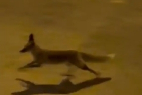 Şanlıurfa’da aç tilki kent merkezine indi