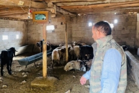 Şanlıurfa’da başıboş köpek dehşeti: 5 koyun telef oldu