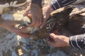 Şanlıurfa’da yaralı halde bulunan kızıl şahin jandarmaya teslim edildi