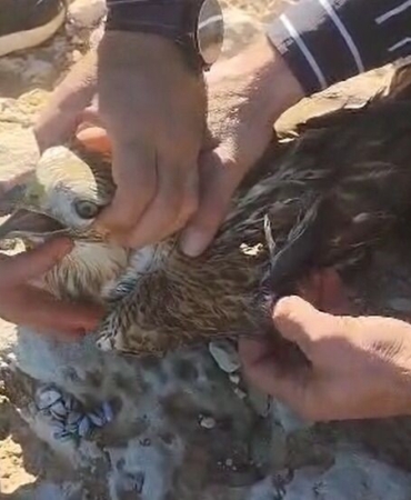 Şanlıurfa’da yaralı halde bulunan kızıl şahin jandarmaya teslim edildi