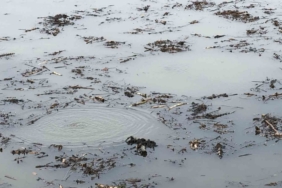 Sapanca Gölü’nden sonra bir korkutan görüntü de Efteni Gölü’nde oluştu
