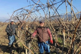 Sarıgöl’de bağ budama işçi ücretleri belli oldu