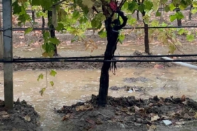 Sarıgöl’de özlenen yağışlar çiftçinin yüzünü güldürdü