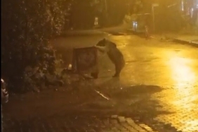 Sarıkamış’ta ayılar kış uykusunu unuttu