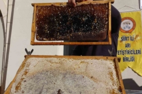 Siirt’te arıcılara 41 milyon 436 bin liralık destek