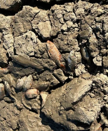 Siirt’te balık teleflerine karşı gölete 150 tonluk su takviyesi