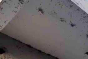 Siirt’te bir evin dış cephesini sinekler istila etti