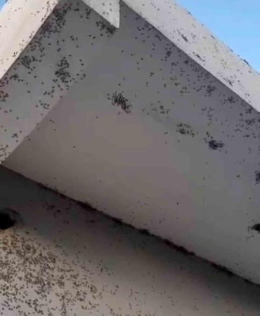 Siirt’te bir evin dış cephesini sinekler istila etti