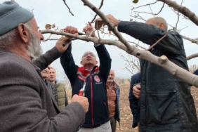 Siirt’te fıstık üreticilerine teorik ve pratik ‘budama’ ile ‘gübreleme’ eğitimi