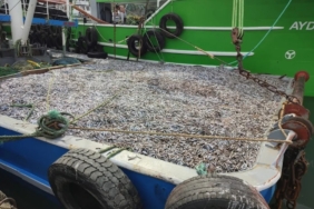 Sinop’ta hamsi denetimleri