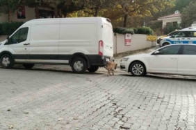 Sokak köpekleri ilçenin kabusu oldu: Otomobile 108 bin TL’lik zarar verdiler