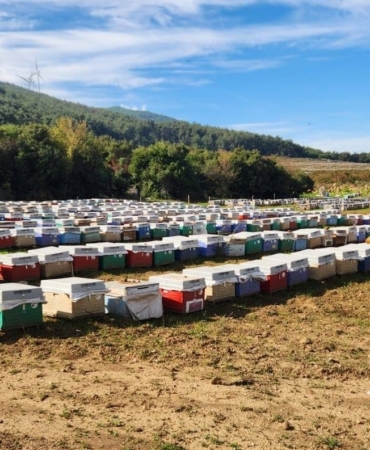 Söke’de arılı kovan tespiti yapıldı